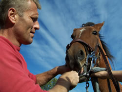 paard met mondklem