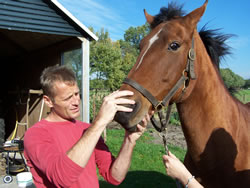 Controle gebit van het paard