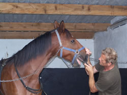 Vijlen van kiezen en tanden paard